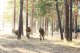 Фестиваль "Волжский рубеж" учебного военно-патриотического лагеря "Поисковая смена", 15 сентября 2018 г.