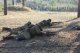 Фестиваль "Волжский рубеж" учебного военно-патриотического лагеря "Поисковая смена", 15 сентября 2018 г.