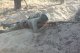 Фестиваль "Волжский рубеж" учебного военно-патриотического лагеря "Поисковая смена", 15 сентября 2018 г.