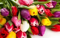 Милые женщины! Поздравляем вас с Международным женским днем! Милые женщины! Поздравляем вас с Международным женским днем!