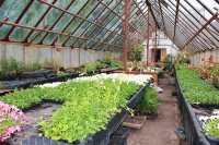 Агробиостанция ЧГПУ реализует рассаду овощных культур и цветов с возможностью доставки продукции до подъезда